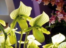 Storczyk - Paphiopedilum maudiae 'green stripe' Storczyk - Paphiopedilum maudiae 'green stripe'