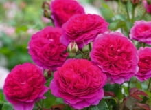 Róża 'Gabriel Oak®’ hod. David Austin Roses (2019)