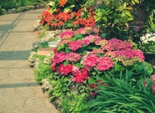 towarzystwo dla hortensji bukietowej hortensja ogrodowa w towarzystwie innych roślin