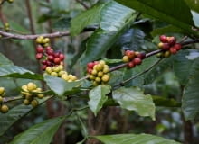 Krzew kawy Krzew kawy
