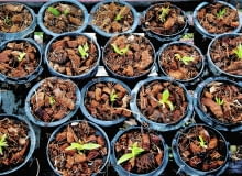 Nawet młode siewki uprawia się w specjalnym podłożu dla storczyków. Każdy okaz sadzimy w osobnej doniczce z otworami w dnie i starannie pielęgnujemy. Nawet młode siewki uprawia się w specjalnym podłożu dla storczyków. Każdy okaz sadzimy w osobnej doniczce z otworami w dnie i starannie pielęgnujemy.