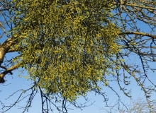 POJEDYNCZE OKAZY JEMIOŁY BIAŁEJ czasami pojawiają się w sadach na starych jabłoniach.