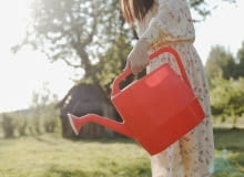 podlewanie pomidorów