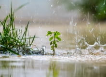 Nadmierny deszcz w ogrodzie