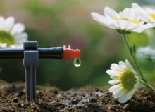 Jak oszczędzić wodę w ogrodzie Jak oszczędzić wodę w ogrodzie