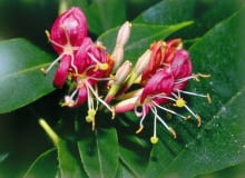 ONE TIME USE ONLY DO JEDNORAZOWEGO UZYCIA LONICERA HENRYI WICIOKRZEW HENRYEGO PNACZE FOT. SZCZEPAN MARCZYNSKI PUBLIKACJA OGRODY NR 11 (79) - 11.2005 SLOWA KLUCZOWE: KWIATY ROSLINY