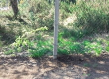 Glicynia przy ogrodzeniu