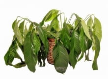 Zalany egzemplarz skrzydłokwiatu więdnie i wygląda, jakby został przesuszony. Zalany egzemplarz skrzydłokwiatu więdnie i wygląda, jakby został przesuszony.