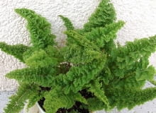 Paproć Nefrolepis wysoki 'Norwoodii' (Nephrolepis exaltata)