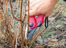 Hortensja drzewiasta Anabelle wymaga odmładzania - robi się to wiosną.