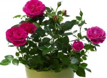 MINIATUROWE RÓŻE w doniczkach, podobnie jak te na rabatach, muszą zimą "odpocząć". MINIATUROWE RÓŻE w doniczkach, podobnie jak te na rabatach, muszą zimą "odpocząć".