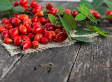 Róża dzika (Rosa canina) Róża dzika (Rosa canina),