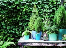 Przesłona z bluszczu i iglaków zatrzyma uliczny kurz. Przesłona z bluszczu i iglaków zatrzyma uliczny kurz.