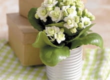 UWAGA ! DO JEDNORAZOWEJ PUBLIKACJI KALANCHOE ' PARIS ' Z SERII QUEEN ROSE FLOWERS - ROSLINA DONICZKOWA FOT. BIURO KWIATOWE HOLANDIA PUBLIKACJA KWIETNIK NR 1 (181) - 1 2010 SLOWA KLUCZOWE: ROSLINA KWIAT ZDJĘCIE DO WKŁADKI: PUBLIKACJA KWIETNIK NR 1 (181) - CZASOPISMA