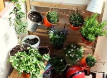 Jeśli do dyspozycji mamy jedynie fragment ściany wcale nie trzeba się zrażać. Na drewnianych szczeblach można w dowolny sposób powiesić doniczki i posadzić w nich sadzonki mało wymagających ziół. Jeśli do dyspozycji mamy jedynie fragment ściany wcale nie trzeba się zrażać. Na drewnianych szczeblach można w dowolny sposób powiesić doniczki i posadzić w nich sadzonki mało wymagających ziół.