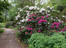 Wiosenna wizytówka wisley - ścieżka pośród olbrzymich różaneczników z grupy Loderi. Wiosenna wizytówka wisley - ścieżka pośród olbrzymich różaneczników z grupy Loderi.