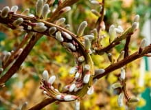 $HNT7CD Salix udensis Sekka, February