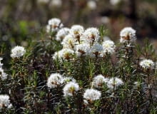 Bagno zwyczajne Bagno zwyczajne