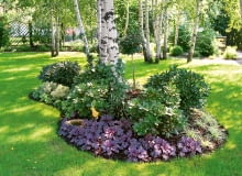 Zadrzewione posesje wymuszają na właścicielach styl ogrodu - jeśli chcemy osiągnąć ogrodniczy sukces, planując rozmieszczenie roślin, naśladujmy naturalne piętra lasu. rośliny do ogrodu, rośliny ogrodowe