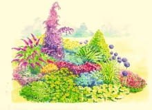 Tę rabatę założono w eksponowanej części ogrodu, na lekkim wzniesieniu, w miejscu oddalonym od budynków i starych drzew. Posadzone tu rośliny tworzą dość zwartą bryłę, co pozwala im łatwiej przetrwać wichury. Wybrano gatunki o pędach odpornych na złamanie, lubiące słoneczne stanowiska. Rysunek przedstawia wygląd rabaty latem.