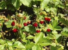 Poziomka 'Baron solemacher' ma owoce o długości 1,5 cm, i wznoszące się nad nimi liście. ROSLINY POZIOMKA OWOCE FOT. PAWEL SLOMCZYNSKI / AGENCJA GAZETA PUBLIKACJA KWIETNIK NR 3 (147) - 3 2007 SLOWA KLUCZOWE: ROSLINY OWOCE ZDJĘCIE DO WKŁADKI: PUBLIKACJA KWIETNIK NR 3 (147) - CZASOPISMA