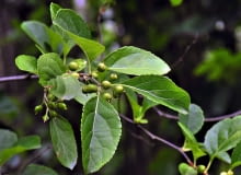 LATO: Po zapyleniu słupki pęcznieją i powstają z nich kuliste, początkowo zielone owoce. LATO: Po zapyleniu słupki pęcznieją i powstają z nich kuliste, początkowo zielone owoce.