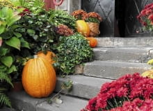 W listopadzie wciąż pięknie wyglądają dynie, wrzosy i chryzantemy. Warto nimi zdobić taras i balkon W listopadzie wciąż pięknie wyglądają dynie, wrzosy i chryzantemy. Warto nimi zdobić taras i balkon