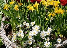 Tulipany, narcyzy i zawilce greckie kwitną w tym samym czasie. Donice wstawiono do wiklinowego kosza. 27.04.2003 HOLANDIA WYJAZD BIURO CEBULKOWE HOLANDIA PARK KEUKENHOF OGROD PUBLICZNY ROSLINY CEBULOWE ARANZACJA ROSLINNA KOSZ WIKLINOWY TULIPAN TULIPA NARCYZ TRABKOWY NARCISSUS POJEMNIK FOT PAWEL SLOMCZYNSKI / AGENCJA GAZETA