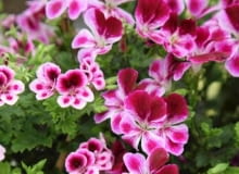 Pelargonia 'Angeleyes Viola' 26.06.2009 ZABORZE K/KOSWIECIMIA