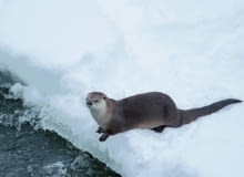 Wydra jest objęta w Polsce całkowitą ochroną. Choć wyjada ryby, nie wolno jej krzywdzić. Wydra jest objęta w Polsce całkowitą ochroną. Choć wyjada ryby, nie wolno jej krzywdzić.
