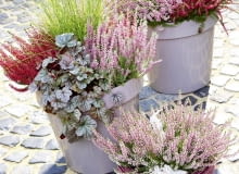 TRUDNO WYOBRAZIĆ sobie jesień bez wrzosów (Calluna). W tej kompozycji zestawiono je z żurawkami (Heuchera) o ozdobnych liściach ozdobnych liściach i efektowną trawą rozplenicą. TRUDNO WYOBRAZIĆ sobie jesień bez wrzosów (Calluna). W tej kompozycji zestawiono je z żurawkami (Heuchera) o ozdobnych liściach ozdobnych liściach i efektowną trawą rozplenicą.