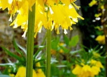 Szachownica Lutea. Kwiaty cebulowe