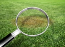 Trawnik z problemami