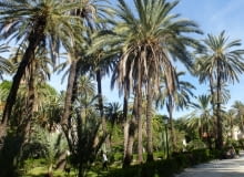 Sycylia. W miejskim parku można się poczuć jak na egzotycznej wyspie w palmowym gaju. Sycylia. W miejskim parku można się poczuć jak na egzotycznej wyspie w palmowym gaju.