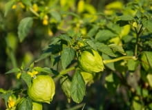 Miechunka pomidorowa