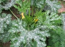 Cukinia, kabaczek Cukinia, kabaczek