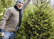 Cięta choinka nie musi być zbyt duża. Ważne, by miała ładny, regularny pokrój i była żywozielona Cięta choinka nie musi być zbyt duża. Ważne, by miała ładny, regularny pokrój i była żywozielona