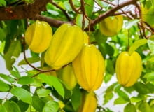 Karambola - Averrhoa carambola Karambola - Averrhoa carambola