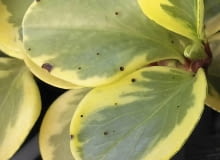 Peperomii nie wolno przelewać ani przechładzać, bo wtedy łatwiej zapada np. na antraknozę. Objawy choroby widoczne są na zdjęciu. Peperomii nie wolno przelewać ani przechładzać, bo wtedy łatwiej zapada np. na antraknozę. Objawy choroby widoczne są na zdjęciu.