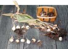 Tulipany co sezon tworzą nową dużą tzw. cebulę zastępczą (stara zamiera) oraz kilka mniejszych. Tulipany co sezon tworzą nową dużą tzw. cebulę zastępczą (stara zamiera) oraz kilka mniejszych.