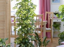 szeflera drzewkowata Schefflera arboricola 'Gold Capella' in large white pot with Zamioculcas - Zanzibar Gem SLOWA KLUCZOWE: houseplants house plants indoors containers pots groups dining room cans metal foliage leaves Architectural