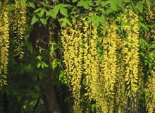 Kwiaty złotokapu tworzą długie piękne grona, lecz z powodu zawartych w nich alkaloidów są trujące.