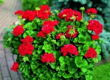 Pelargonia rabatowa