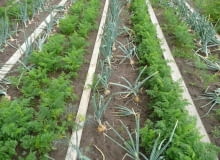 Na tym zagonie uprawia się równolegle cebule i marchew. Cebula chroni marchwekę przed szkodnikiem - połyśnicą marchwianką.