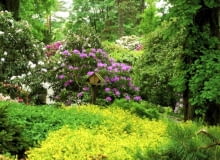 Arboretum bardziej przypomina park niż ogród botaniczny, roślinność rozmieszczona jest w naturalnym układzie krajobrazowym arboretum Wojsławice