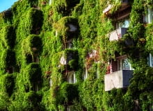 Zielona oaza na balkonie