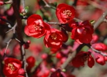 KRZEW KWIATY PIGWOWIEC CHAENOMELES FOT. EWA NARKIEWICZ PUBLIKACJA KWIETNIK NR 3 (159) - 3 2008