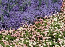 Stokrotki i niezapominajki to gatunki dwuletnie. Ich nasiona wysiewamy w czerwcu. Często rozsiewają się także same. STOKROTKA BELLIS PERENNIS NIEZAPOMINAJKA MYOSOTHIS RABATA FOT. PAWEL SLOMCZYNSKI / AGENCJA GAZETA SLAJD MALY PUBLIKACJA KWIETNIK NR 6 (138) - 6.2006 SLOWA KLUCZOWE: ROSLINY KWIATY ZDJĘCIE DO WKŁADKI: PUBLIKACJA KWIETNIK NR 6 (138) - CZASOPISMA