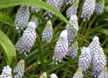 Szafirek armeński OLYMPUS DIGITAL CAMERA