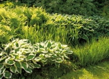 rośliny cieniolubne, rośliny na wilgotną glebę